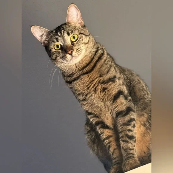 MYSTERY BOX FOR @hirschfebl - Picture 1 of 1